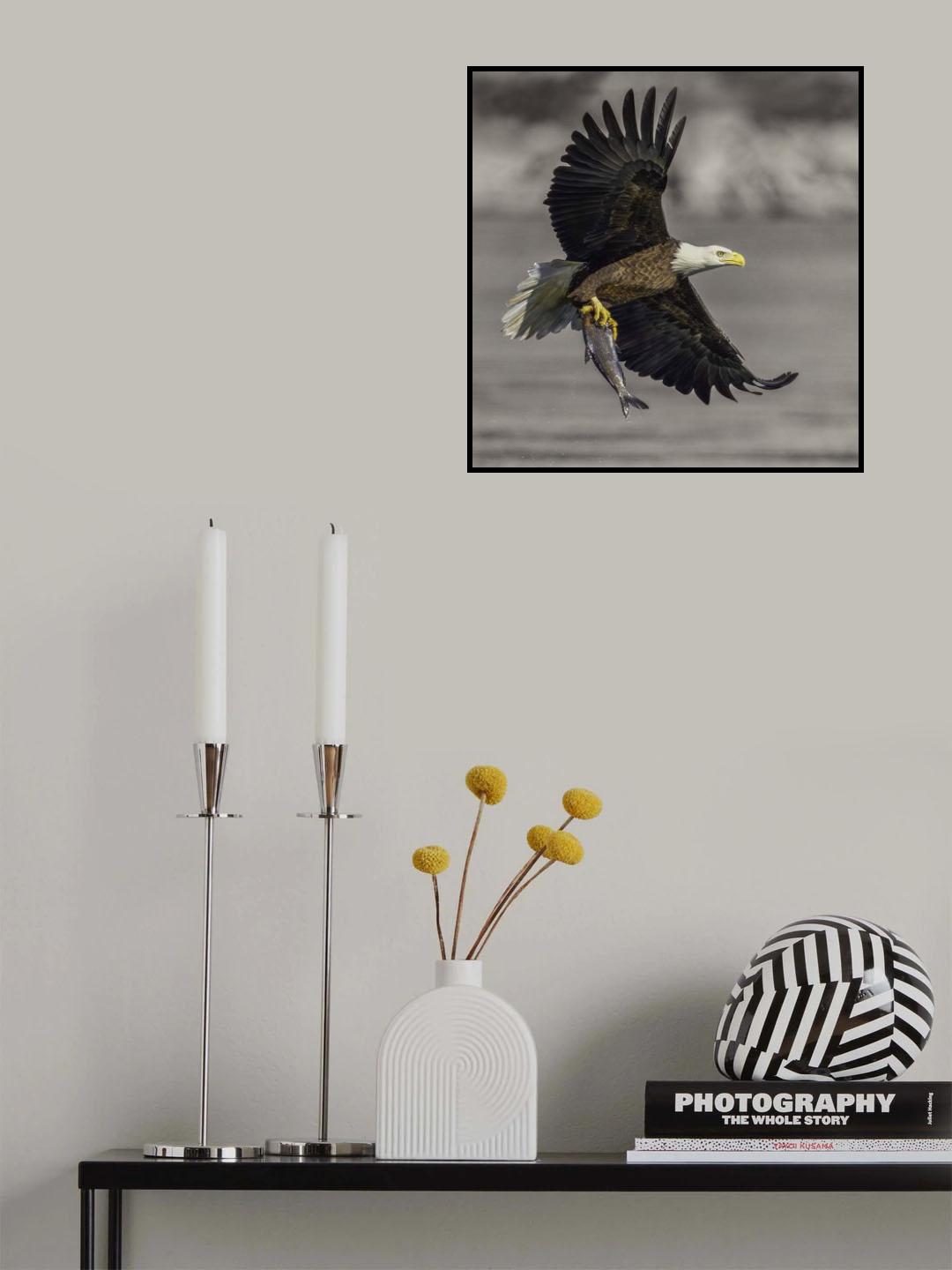 Bald Eagle Poster och Canvastavla