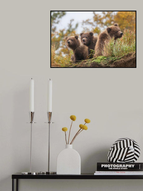 bear cubs Poster och Canvastavla