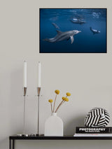 Dolphin gang Poster och Canvastavla