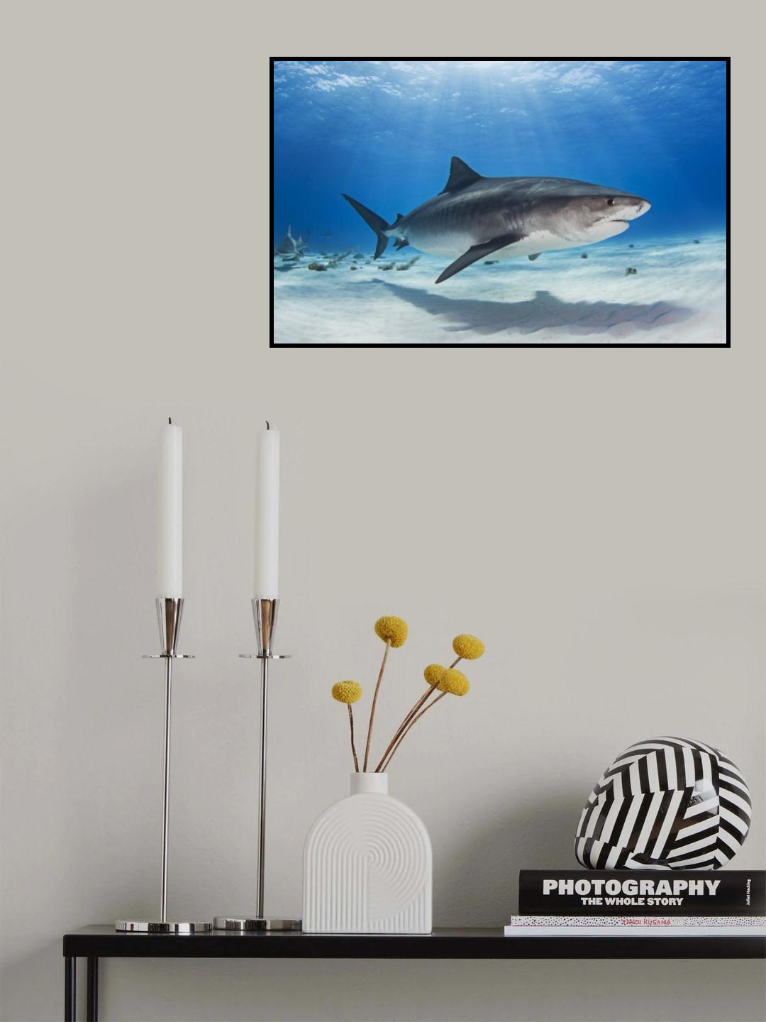 Notch - the Tiger Shark Poster och Canvastavla