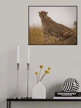 Cheetah ..Mara triangle Poster och Canvastavla