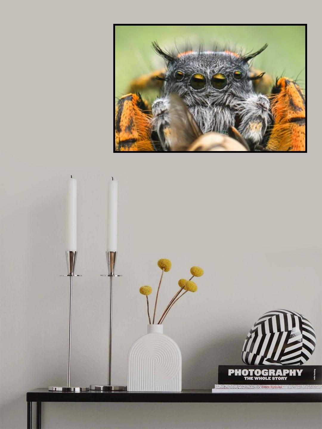 Extreem jumping spider Poster och Canvastavla