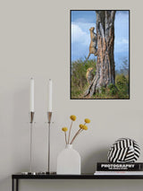 Leopard and her son climbing a tree Poster och Canvastavla