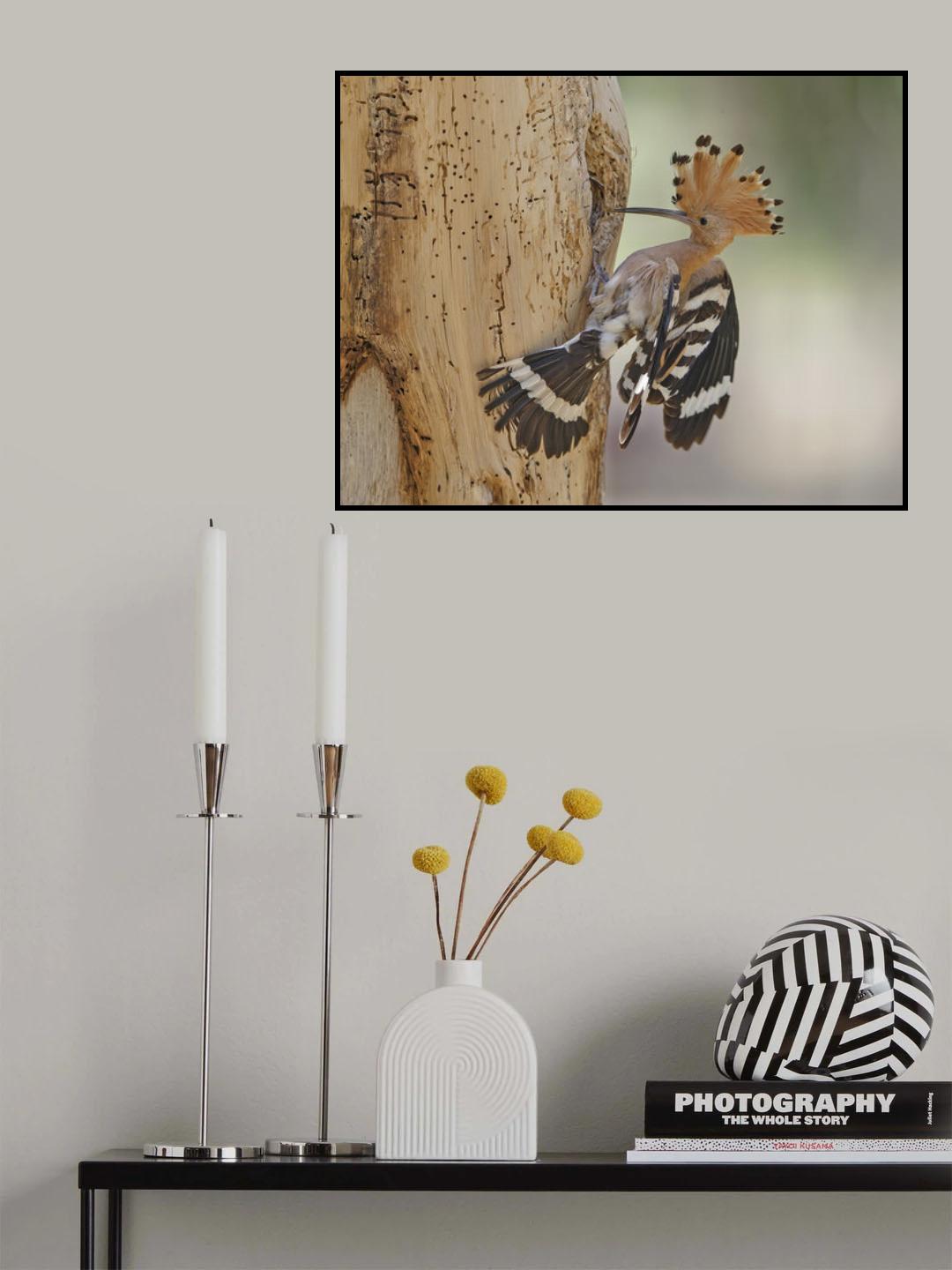 Hoopoe, prepares his nest Poster och Canvastavla