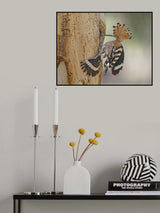 Hoopoe, prepares his nest Poster och Canvastavla