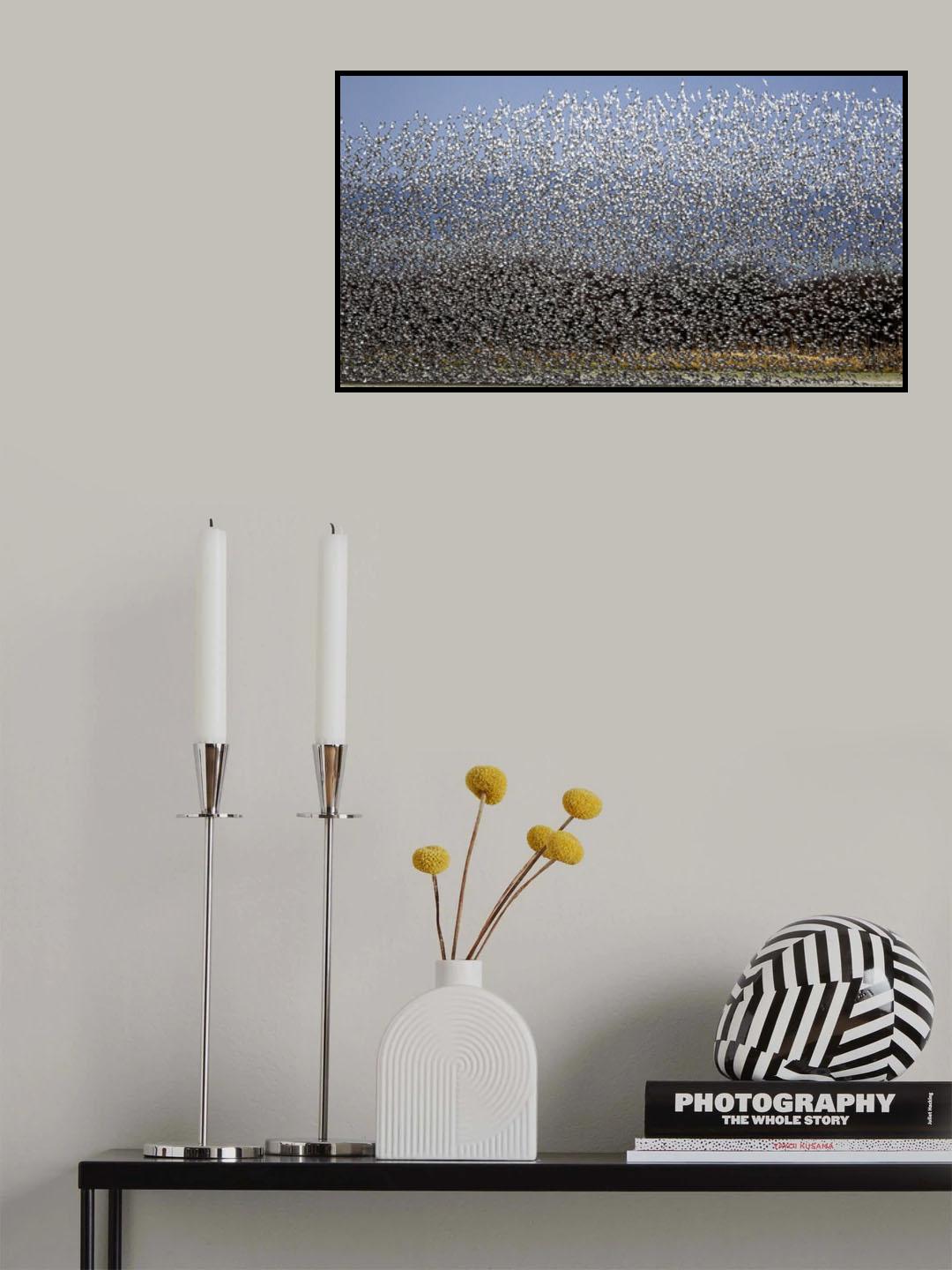 Bird Curtain Poster och Canvastavla