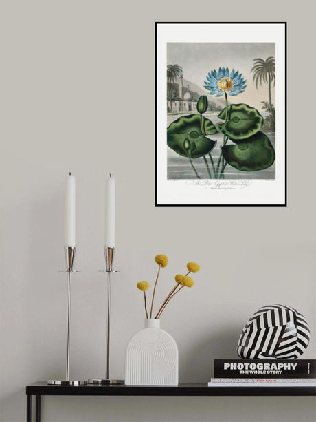 The Blue Egyptian Water-Lily from The Temple of Flora (1807) Poster och Canvastavla