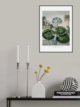 The Blue Egyptian Water-Lily from The Temple of Flora (1807) Poster och Canvastavla