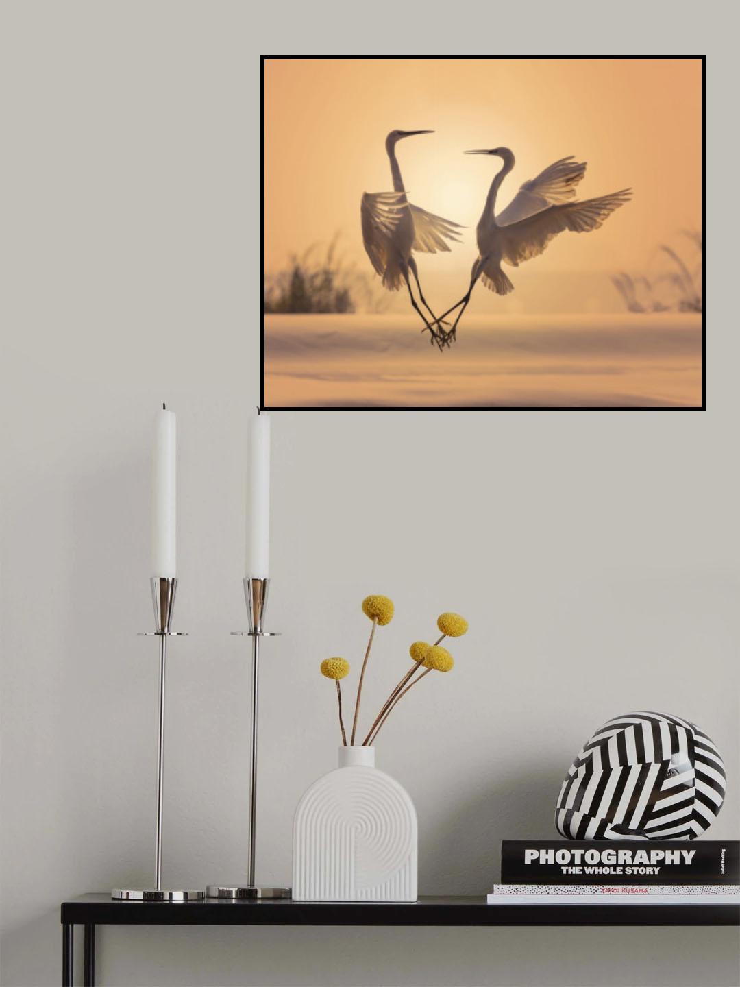 Egrets in sunset Poster och Canvastavla