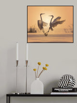 Egrets in sunset Poster och Canvastavla