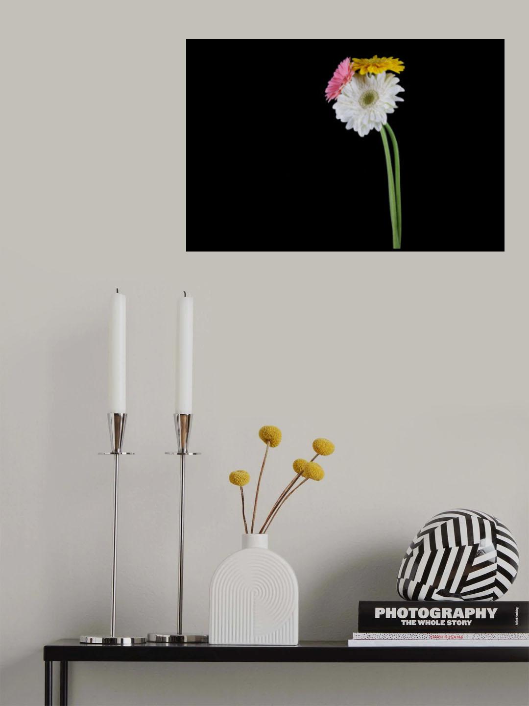 beautiful flower in front of black background Poster och Canvastavla