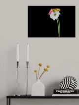 beautiful flower in front of black background Poster och Canvastavla