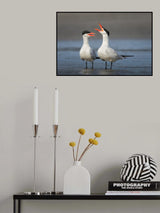Caspian Conversation Poster och Canvastavla