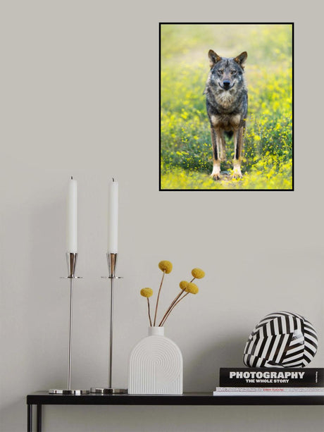 Iberian Wolf Poster och Canvastavla