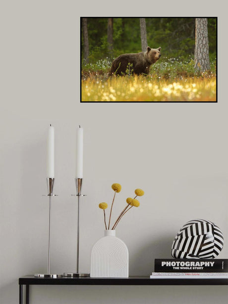 Brown Bear Poster och Canvastavla