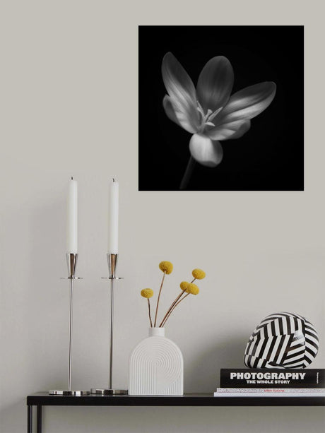 Crocus Poster och Canvastavla