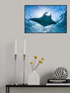 Manta ray Poster och Canvastavla