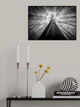Forest views Poster och Canvastavla