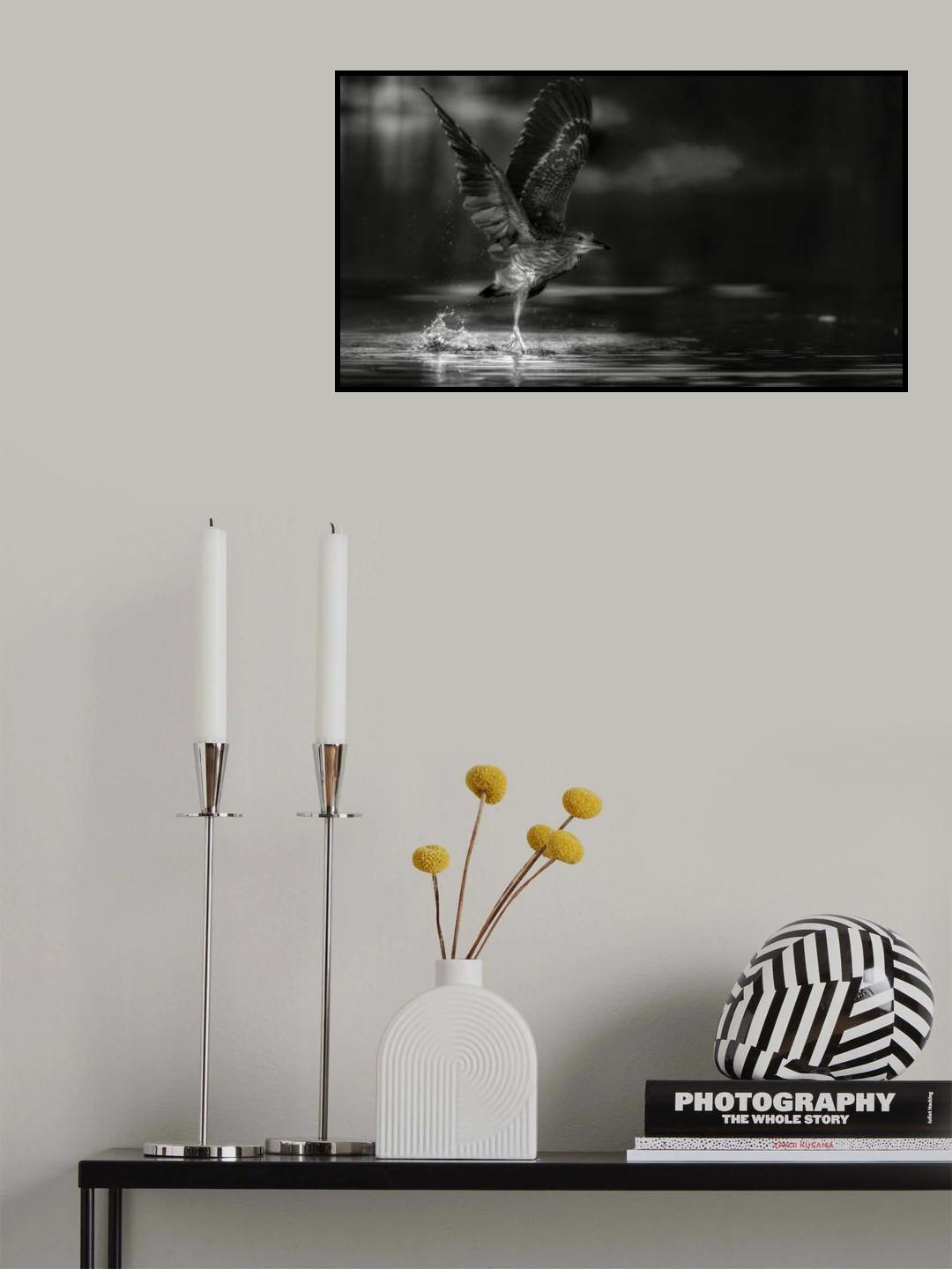 Night heron Poster och Canvastavla