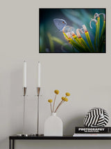 butterfly Poster och Canvastavla