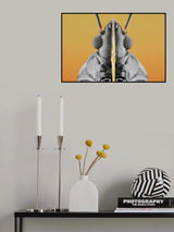 Plant Bug (Fulvius imbecilis) Poster och Canvastavla