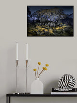 Button Grass - Charlotte's Pass Poster och Canvastavla