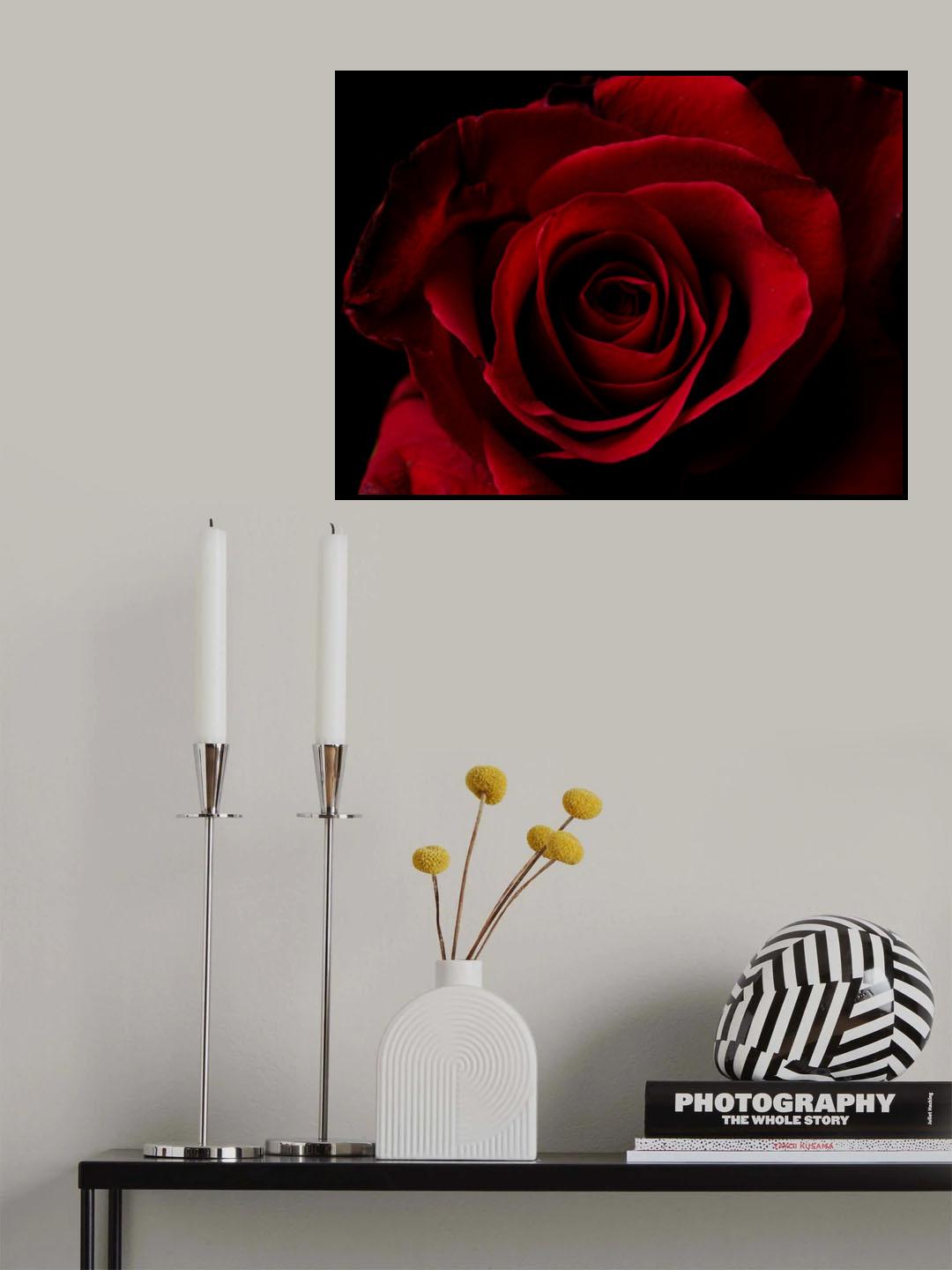 macro shot of a beautiful red rose Poster och Canvastavla
