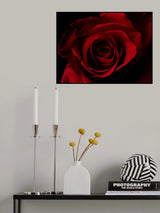 macro shot of a beautiful red rose Poster och Canvastavla