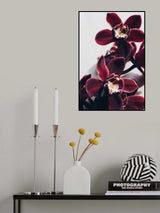 Velvet Orchid Poster och Canvastavla