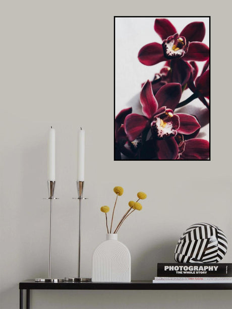 Velvet Orchid Poster och Canvastavla