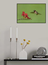 Hummingbird and Bee Poster och Canvastavla
