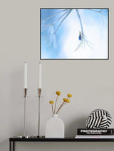 Traveling with the wind... Poster och Canvastavla