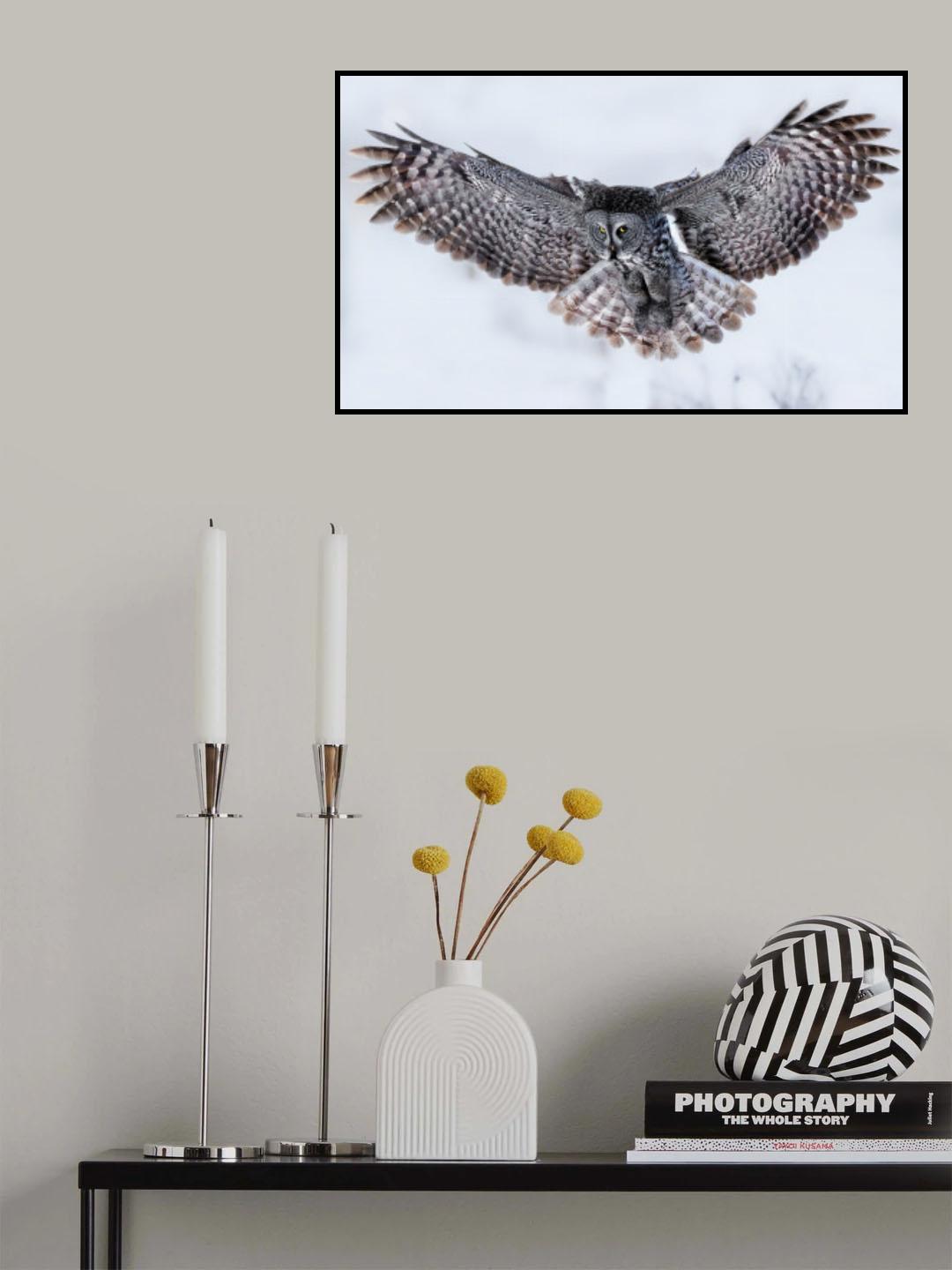 Great Grey Owl in Flight Poster och Canvastavla