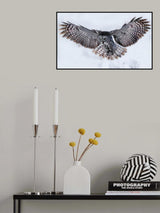 Great Grey Owl in Flight Poster och Canvastavla