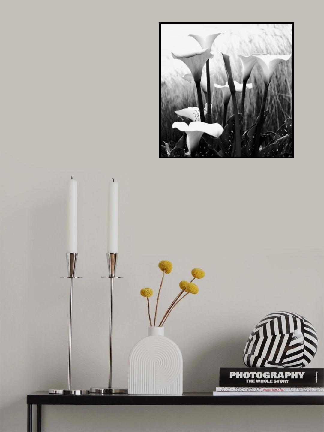 Hyde Park Lillies Poster och Canvastavla
