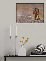 The eagle catches its prey Poster och Canvastavla