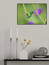 A fueling hummingbird Poster och Canvastavla