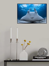 Take Off / Manta Airline Poster och Canvastavla