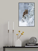 Long-eared owl Poster och Canvastavla