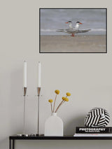 Common Tern Poster och Canvastavla