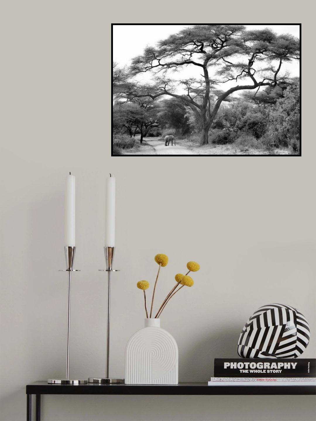 under the acacia Poster och Canvastavla