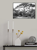 under the acacia Poster och Canvastavla