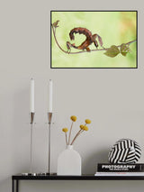 Extatosoma Tiaratum Poster och Canvastavla
