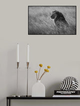 Lion King Poster och Canvastavla