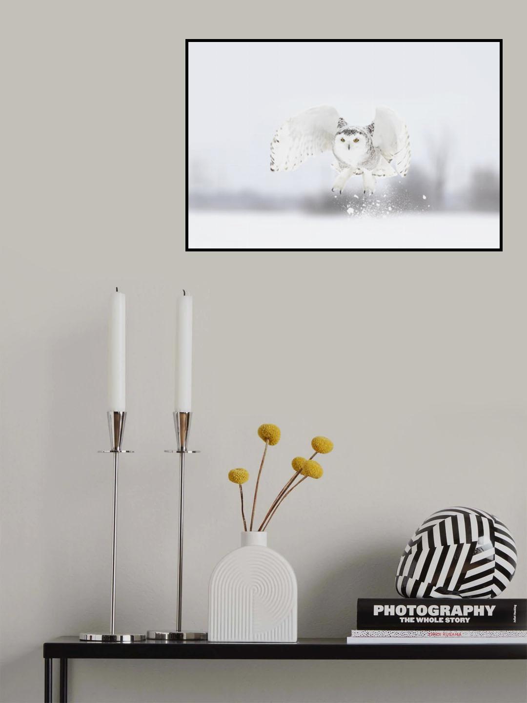 Snowy Owl taking flight Poster och Canvastavla