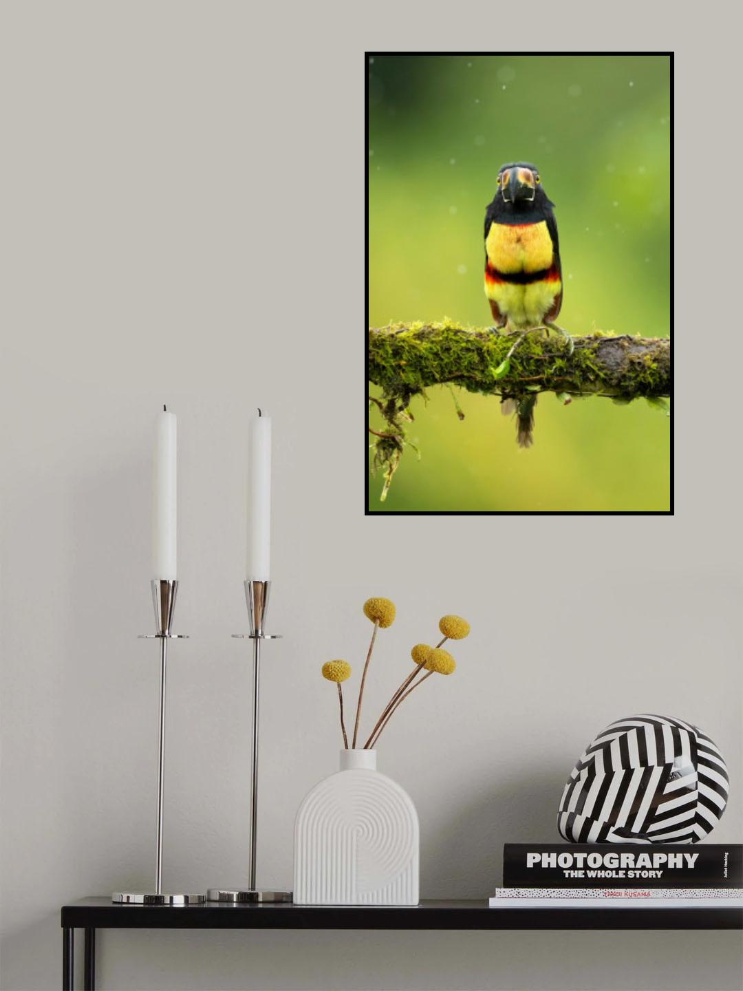 Collared aracari Poster och Canvastavla