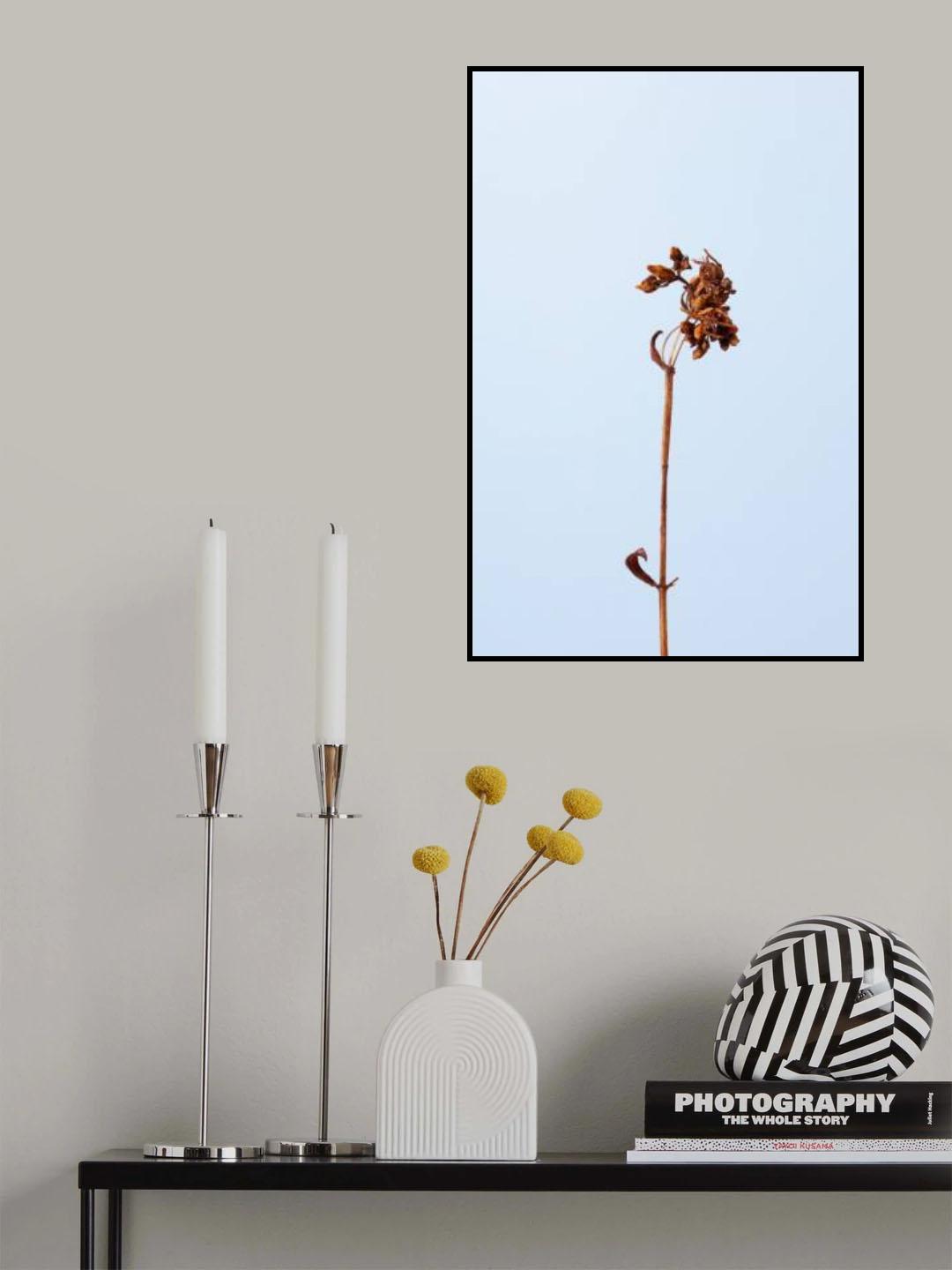 Dried brown plant_1 Poster och Canvastavla