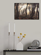 Old trees Poster och Canvastavla