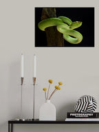 Viper (tropidolaemus subannulatus) Poster och Canvastavla