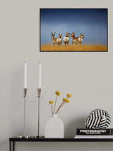Pronghorn horizon Poster och Canvastavla